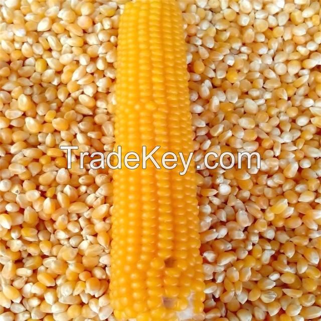 Wholesale GMO Yellow Corn Sweet Kernel Corn Color Organic ECO Maize Animal Feed Human Feed Grains