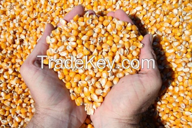 Argentina Yellow Corn Maize For Animal Feed Yellow Corn For Poultry Feed Export Quality Available