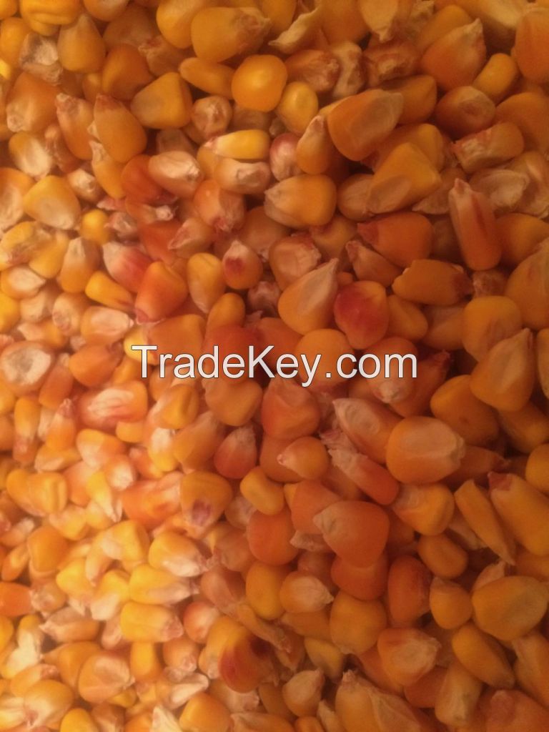 Wholesale Price Yellow Maize Corn Best Yellow Maize Corn for Animal Feed