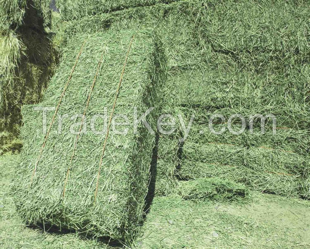 Alfafa Hay Animal Feeding Stuff Alfalfa, hay/alfalfa hay pellets Timothy Hay/ Alfafa in Bales Best Quality