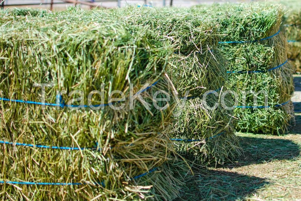 1kg Premium quality green hay animal feeding stuff new dried Alfafa