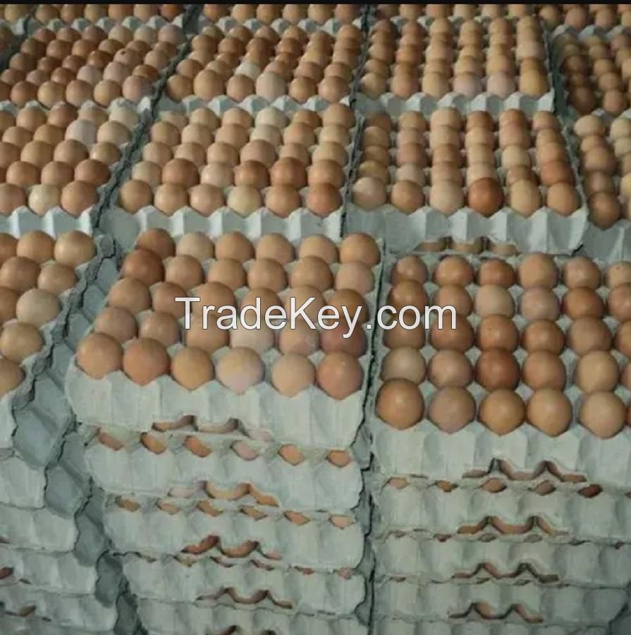 high quality fresh table eggs brown and white for sale big small white and brown chicken fresh table eggs