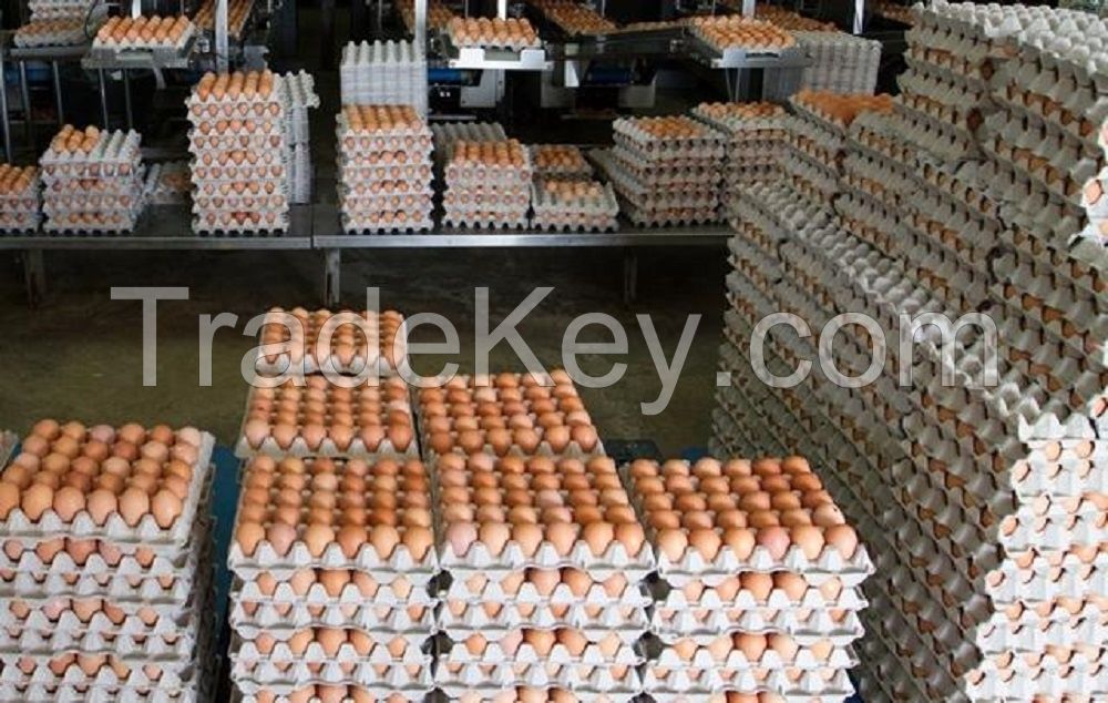 Fresh Chicken Eggs