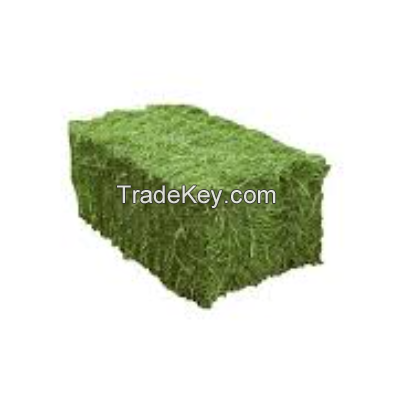 High Protein Alfalfa Hay Bales