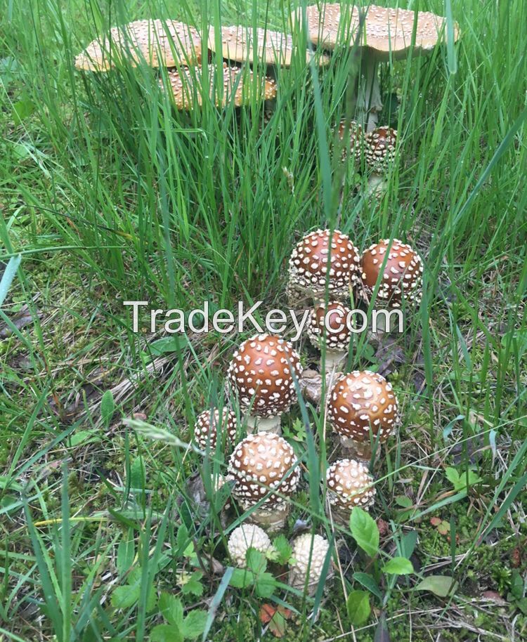 Amanita pantherina