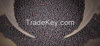 Wholesale Canola Seed