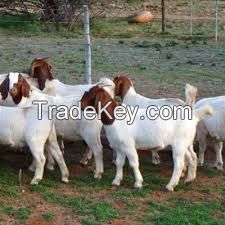 Boer Goat /Saanen Goat / Nubian Goat /Dwarf goat 