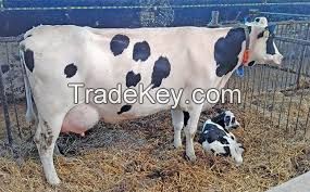 Simmental Cattle Hereford Cattle Black Agnus Cattle Holstein Freisan Cattle