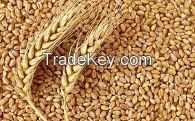 WHEAT GRAIN