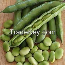 Broad Bean