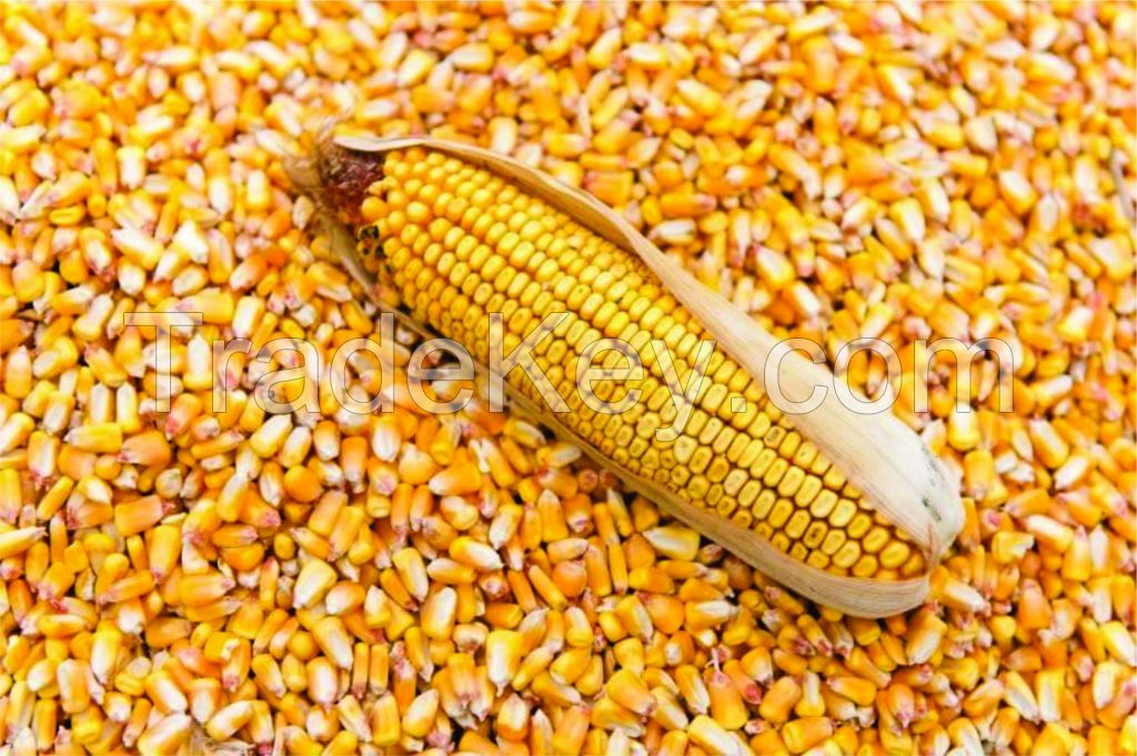 Non GMO and GMO Yellow Corn/Maize for Animal Feed