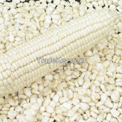 white maize grain non gmo white maize