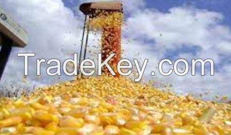 Yellow Corn