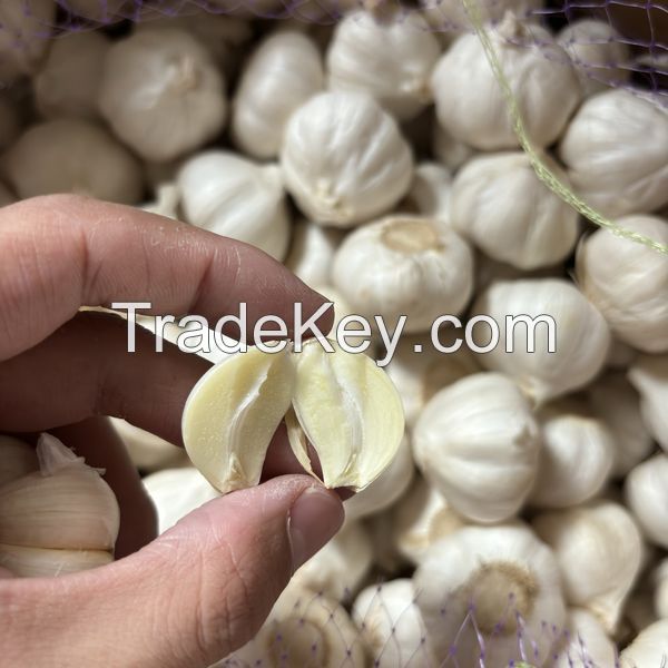 High Quality Fresh Garlic, White Garlic, Pink Garlic, Natural Pure Garlic