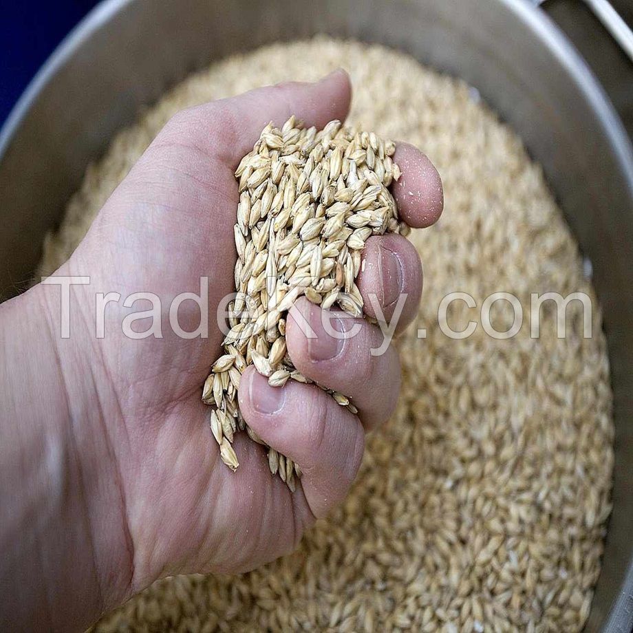  Organic Hulled Barley Grain (4.8lb) - Whole Barley Groat Seed Bulk - Great for Soup, Flour, Cereal, Home Brewing,