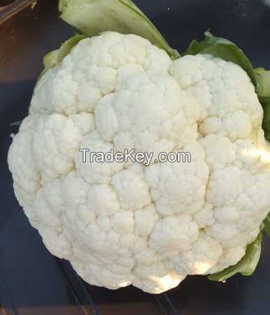 Cabbage,Cauliflower, All Gourds &amp; Beans ,etc 