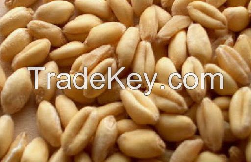  Soft Milling Wheat â NON-GMO (for making bread) - USA/Mexico Origin.