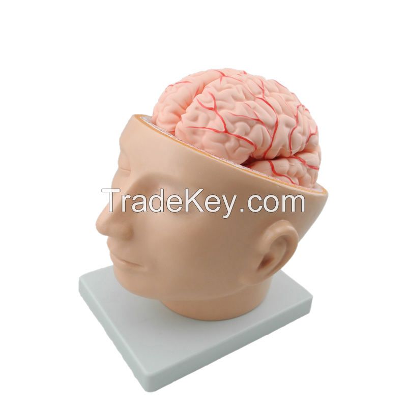 Plastic PVC Anatomical Head Model with Arteries Skeleton Specimen for Nurse Training in Medical Science