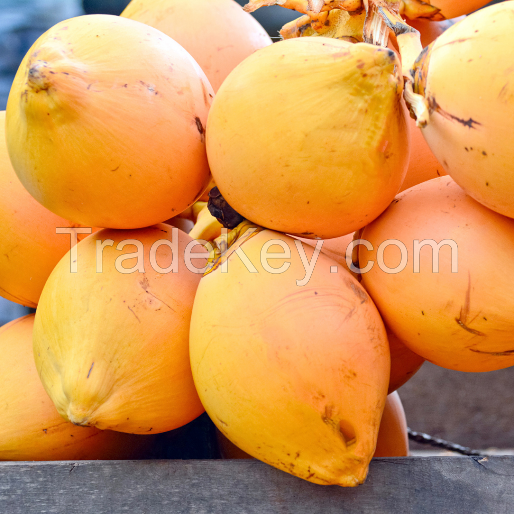 Golden King Coconut