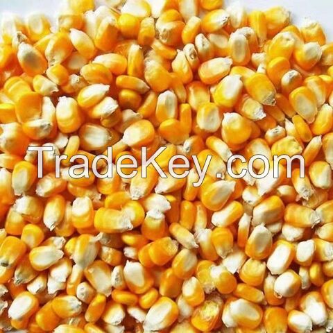 Wholesale Yellow Corn, Non GMO Yellow Corn for Animal Feed, Yellow Corn Maize For Export 