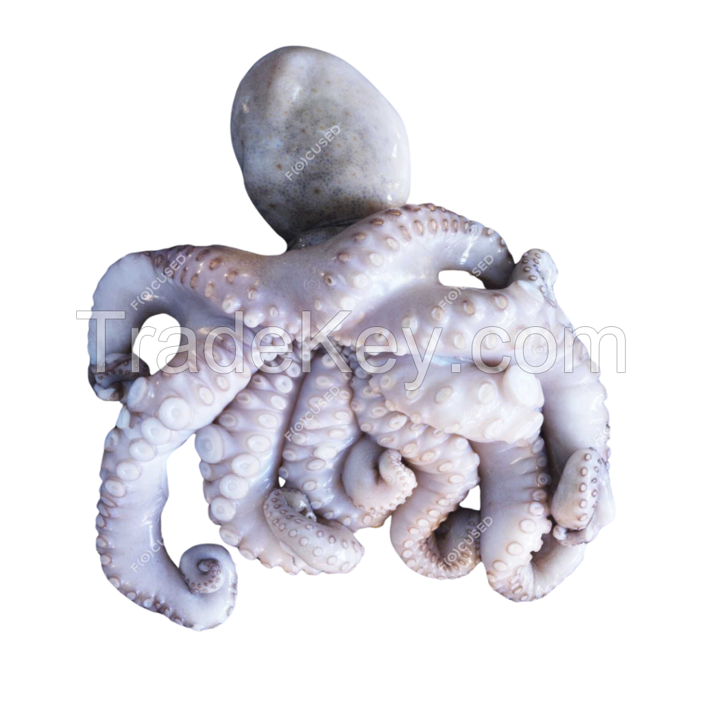 Octopus