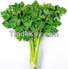 Celery Powder Celery Extract Vitamin C, Vitamin Apigenin