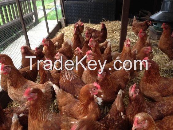 Chicken Meat Broiler Chickens