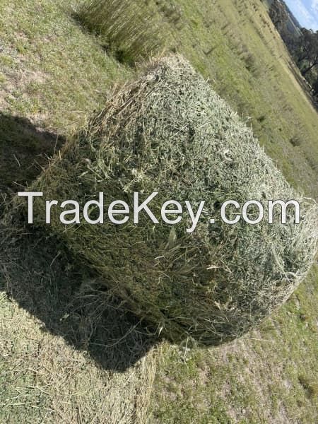 Alfalfa hay, animal feed, cattle feed, horse feed, hay, chicken feed