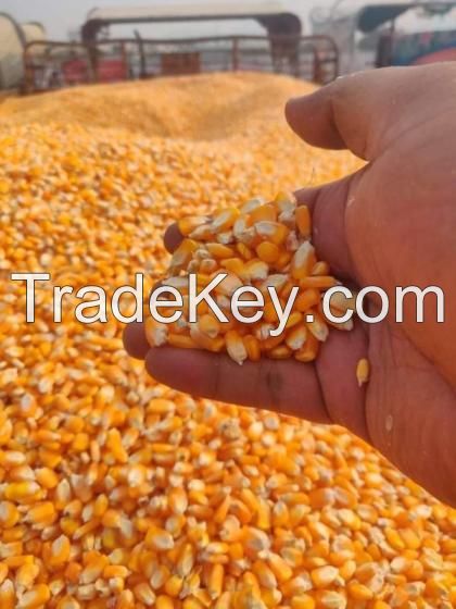 Non GMO and GMO Yellow and White Corn / Maize