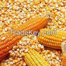 Non GMO and GMO Yellow and White Corn / Maize