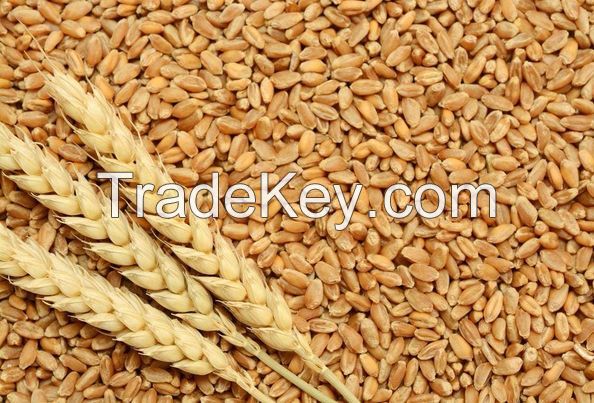 LONG GRAAIN WHITE RICE , WHEAT GRAIN , SOYABEANS,BEANS,PEAS,PULSES,SUNFLOWER  