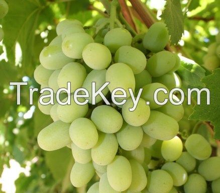 Fresh Grapes