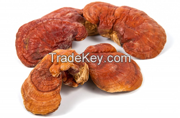 Reishi Mushroom Powder Extract