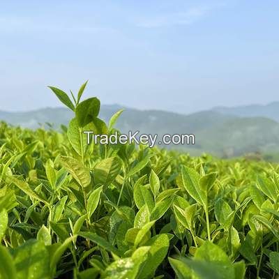 Green Tea Powder Extract