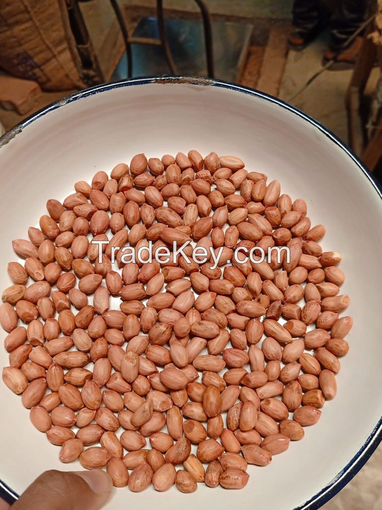 Red skin Peanut Fresh Peanuts and  Raw Peanuts