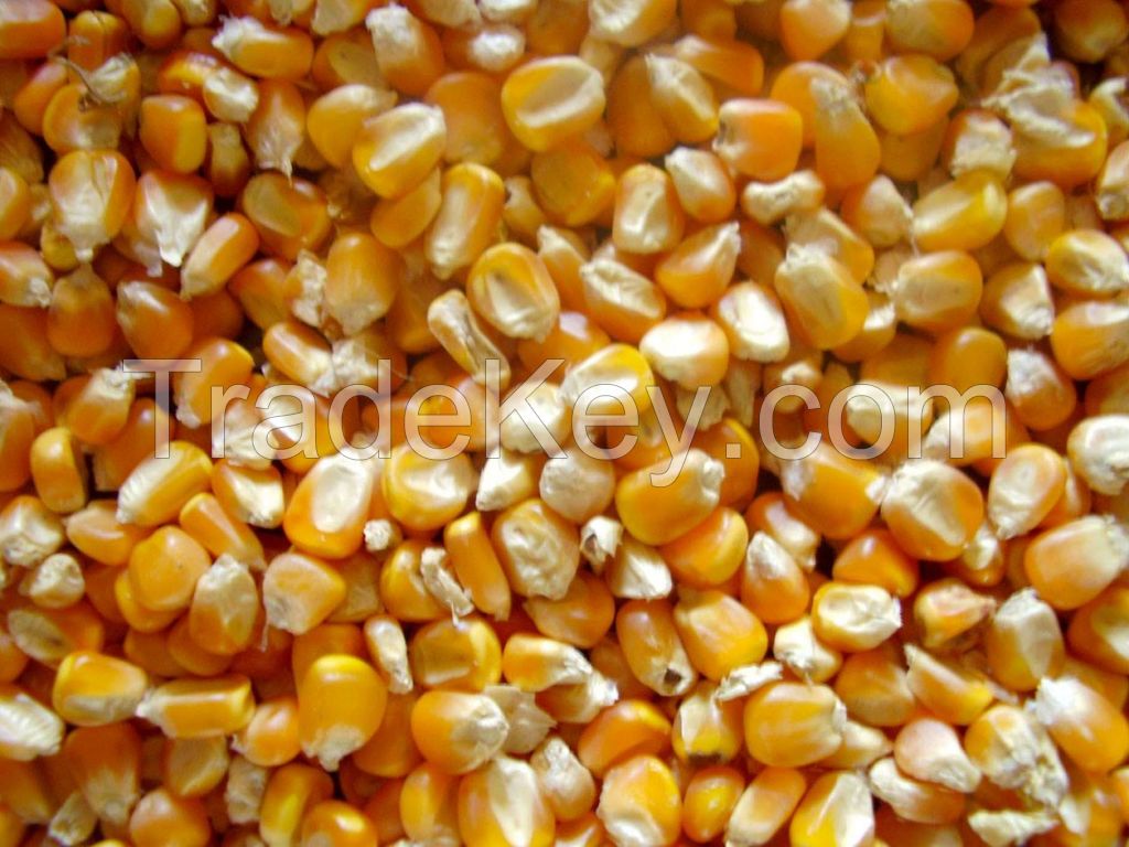 High Quality Yellow Maize 