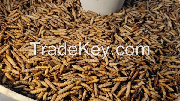 Black Soldier Fly Larvae - dried mealworm - silkworm - dry cricket -Grasshopper