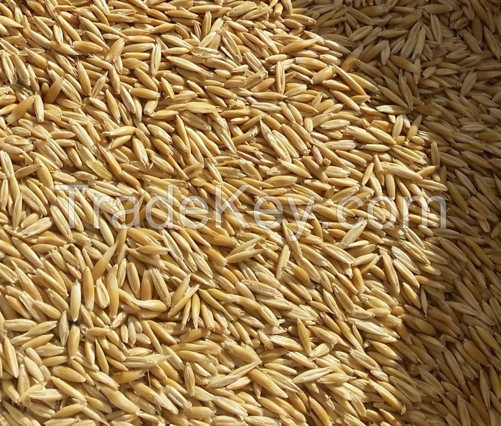 Oats Seed