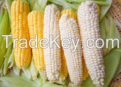 White and Yellow Maize