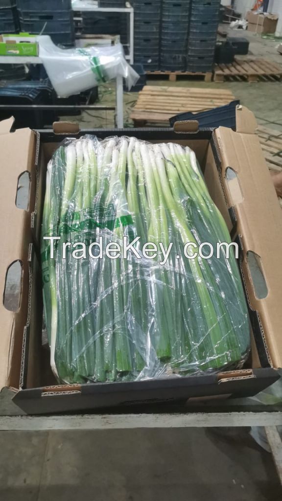 Fresh Green Onion