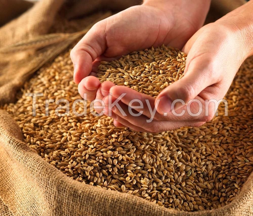 Wheat Grain