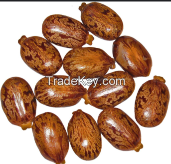 Castor seed 