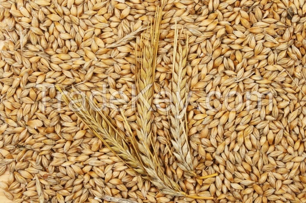 Premium Wheat for Sale: Bulk Orders Available High-Quality Wheat: Competitive Wholesale Pricing Wheat Supply: Reliable Bulk Sales