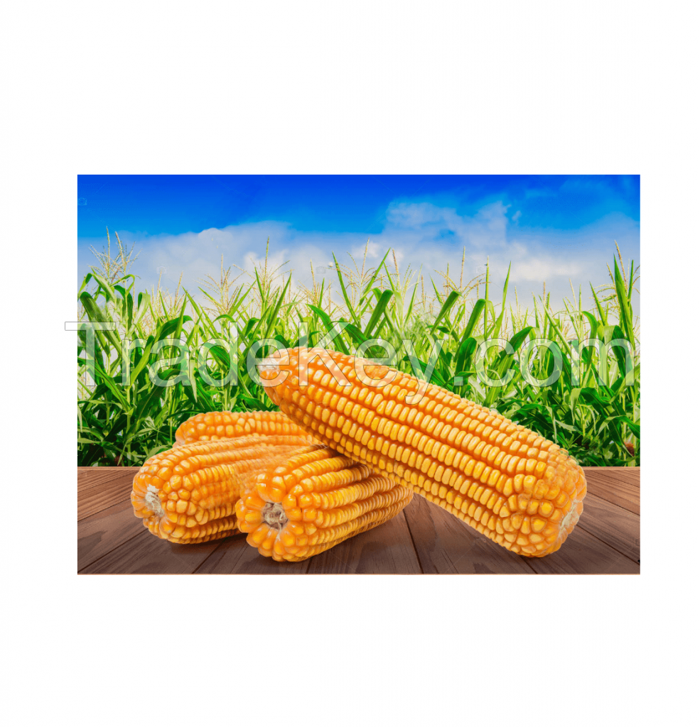 Direct Farm Price Dried Yellow Corn For Animal Feed / Wholesale yellow corn For Human And Animal Consumption