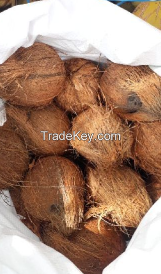 Mature Brown Coconut