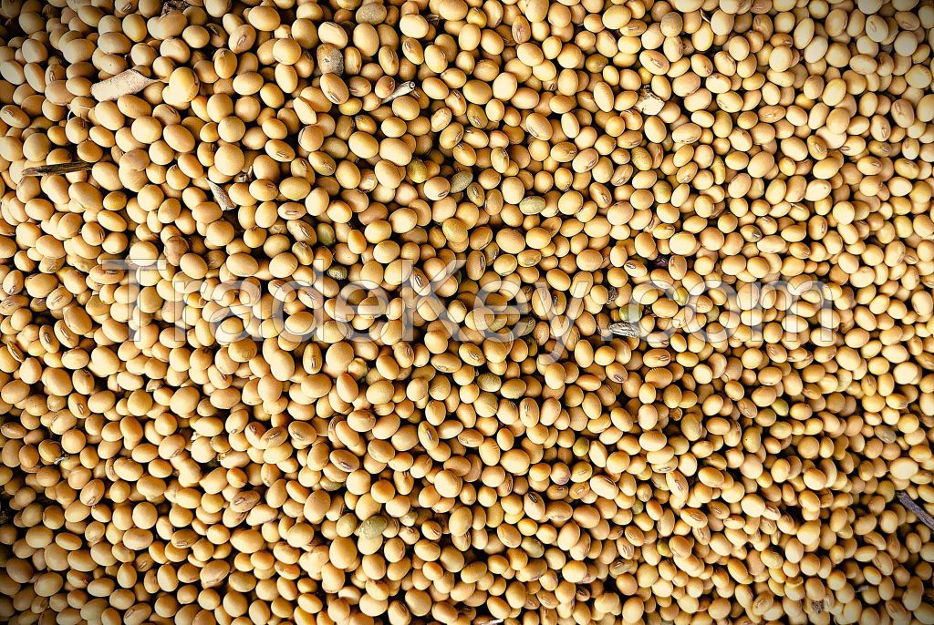 Premium soyabeans