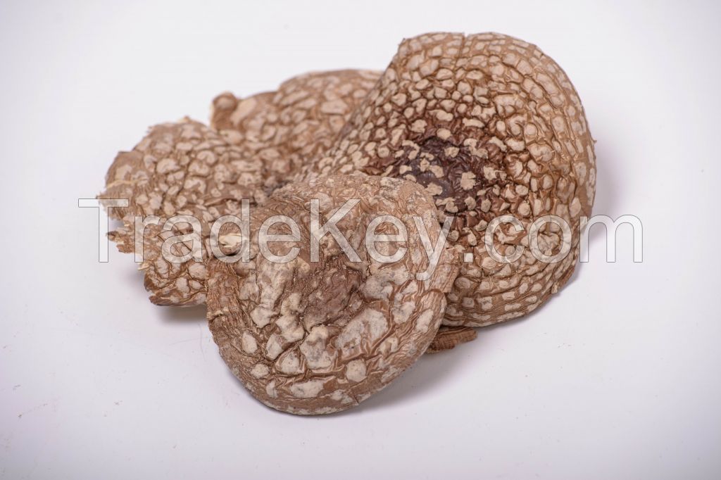 Amanita Regalis
