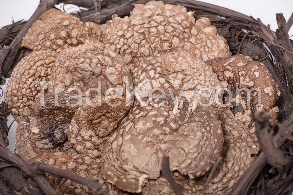 Amanita Regalis
