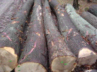 Oak Logs