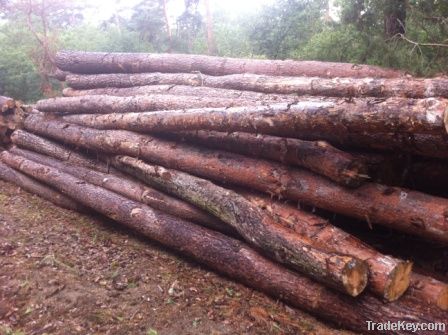 Pine Logs